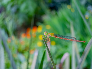 Close up shot of a damselfly