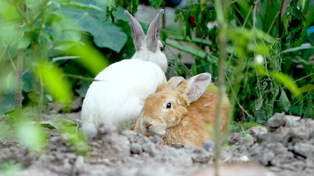 Two adorable rabbits sleeps on the ground in the backyard. Easter bunny.