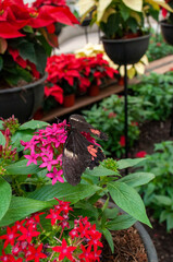 animal, agua, pingüinos, lobo, orangutan, animal acuático, mono, oso, jirafa, mariposa, oso panda, panda, 