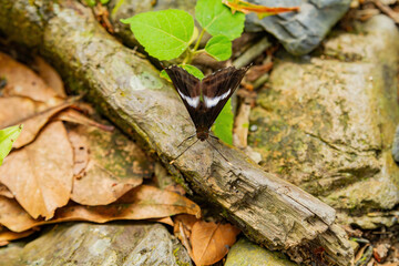 Close up shot of Limenitis camilla butterfly