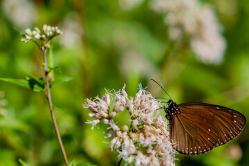 Close up shot of Euploea mulciber butterfly