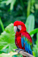 Close up shot of true parrot