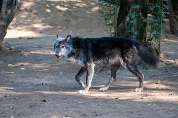 animal, agua, pingüinos, lobo, orangutan, animal acuático, mono, oso, jirafa, mariposa, oso...