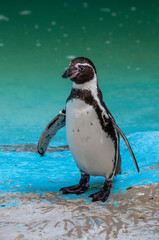 Fototapeta premium animal, agua, pingüinos, lobo, orangutan, animal acuático, mono, oso, jirafa, mariposa, oso panda, panda, 