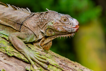 Close up shot of Lesser Antillean iguana