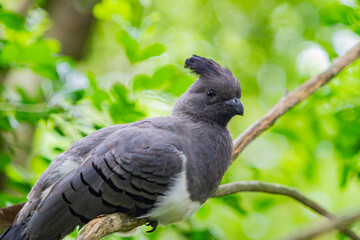 Close up shot of a White-bellied go-away-bird