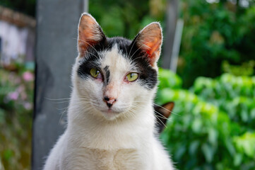Close up shot of a cute cat