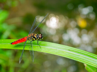 Close up shot of dragonfly