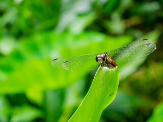 Close up shot of dragonfly