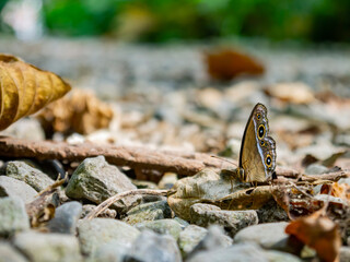 Close up shot of Mycalesis perseus butterfly