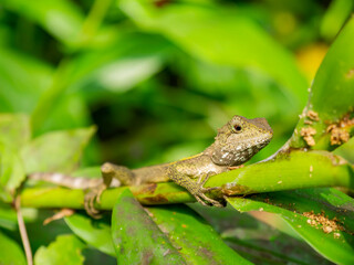 Close up shot of Lizard