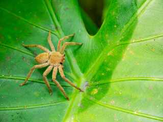 Close up shot of Huntsman spider