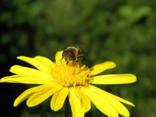 Close up shot of a Eristalinus on flower
