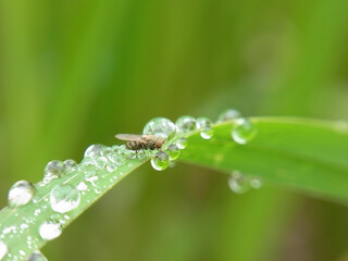 Close up shot of a common fruit fly washing its hand