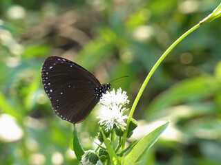 Close up shot of Euploea mulciber butterfly