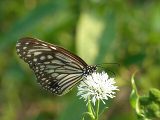 Close up shot of Blue tiger butterfly