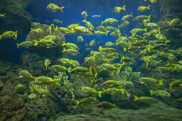 Fototapeta na wymiar Yellow fish swimming inside aquarium.