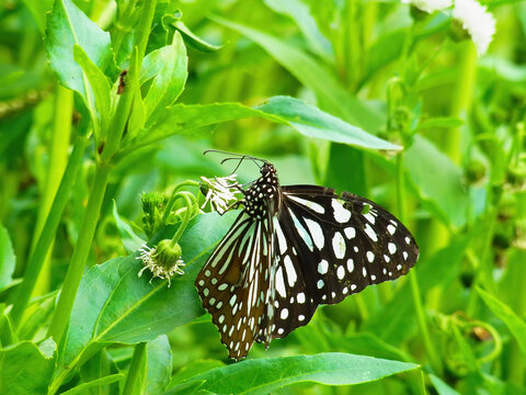 Close Up Shot Of Blue Tiger Butterfly