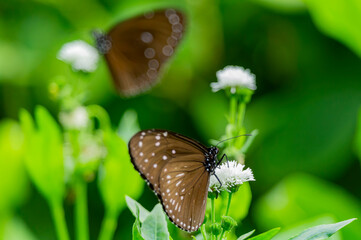 Close up shot of Blue tiger butterfly
