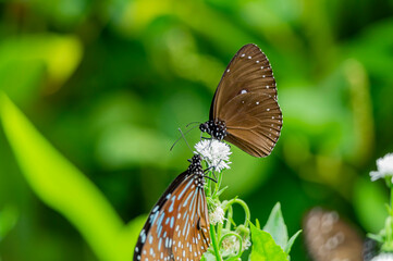 Close up shot of Blue tiger butterfly