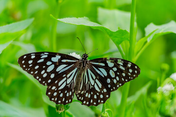 Close up shot of Blue tiger butterfly