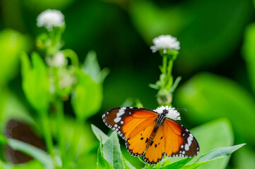 Close up shot of Plain tiger butterfly