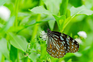 Close up shot of Blue tiger butterfly