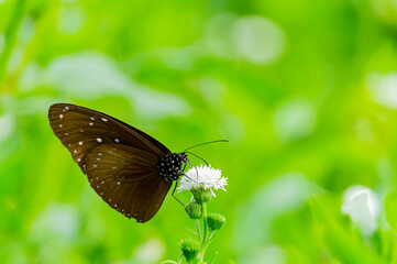 Close up shot of Blue tiger butterfly