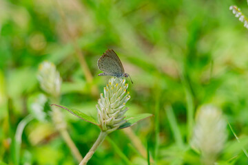 Close up shot of Tiny grass blue butterfly