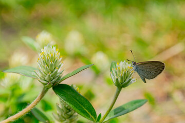 Close up shot of Tiny grass blue butterfly