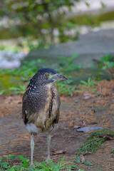 Close up shot of night heron
