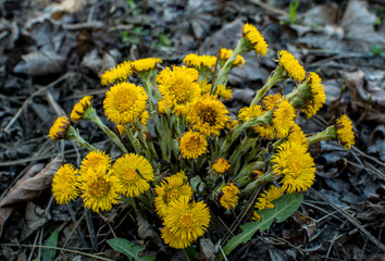 Yellow and pretty flowers of Coltsfoot (Tussilago farfara) - obrazy, fototapety, plakaty
