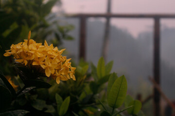 flower in the garden