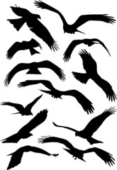 eagle shadow set of silhouettes of birds
