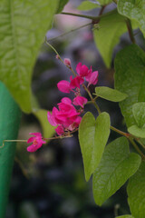 pink flowers in the garden
