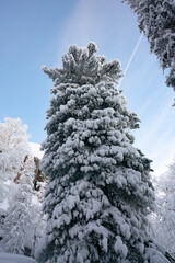 Slender tall spruce tree in the snow.