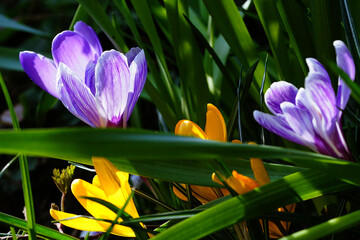 multicolored crocuses on a background of green leaves 
