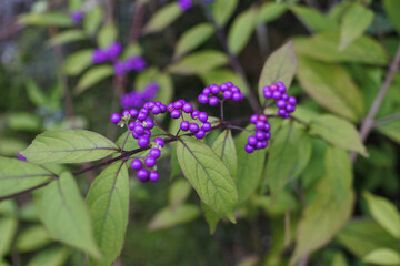 Japanese beautyberry is adding rich color among yellowish green leaves.