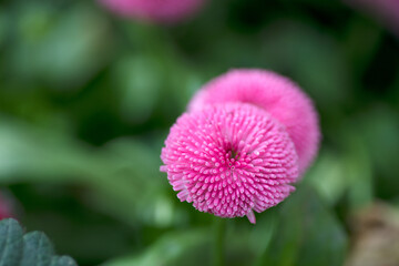 Fluffy daisies in full bloom in nature