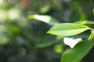Close up of peanut leaves