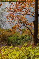 Yellow foliage on autumn day