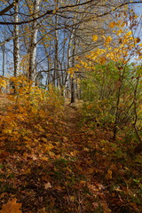 Fototapeta premium Yellow foliage on autumn day
