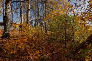 Yellow foliage on autumn day