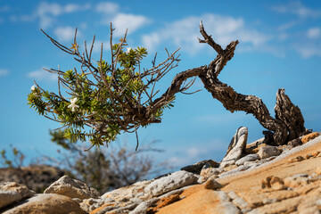 Tree growing from the rocks in Bouddi National Park