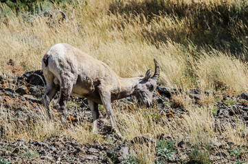 Bighorn (Ovis canadensis) in Yellowstone National Park, USA