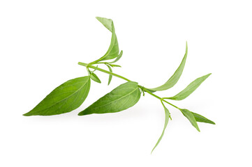 Green Chirayta, king of bitters leaf isolated on awhite background