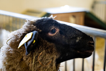 Side portrait of a black Faced sheep inside barn, shed