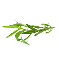 Fresh tarragon herbs, Tarragon herbs close up isolated on white background
