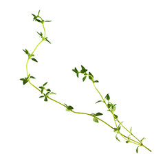 Thyme fresh herb isolated on white background