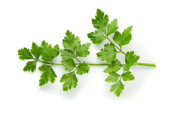Bunch leaves parsley isolated over white background